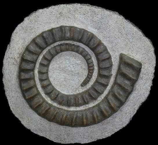 Devonian Ammonite (Anetoceras) - Morocco #64446